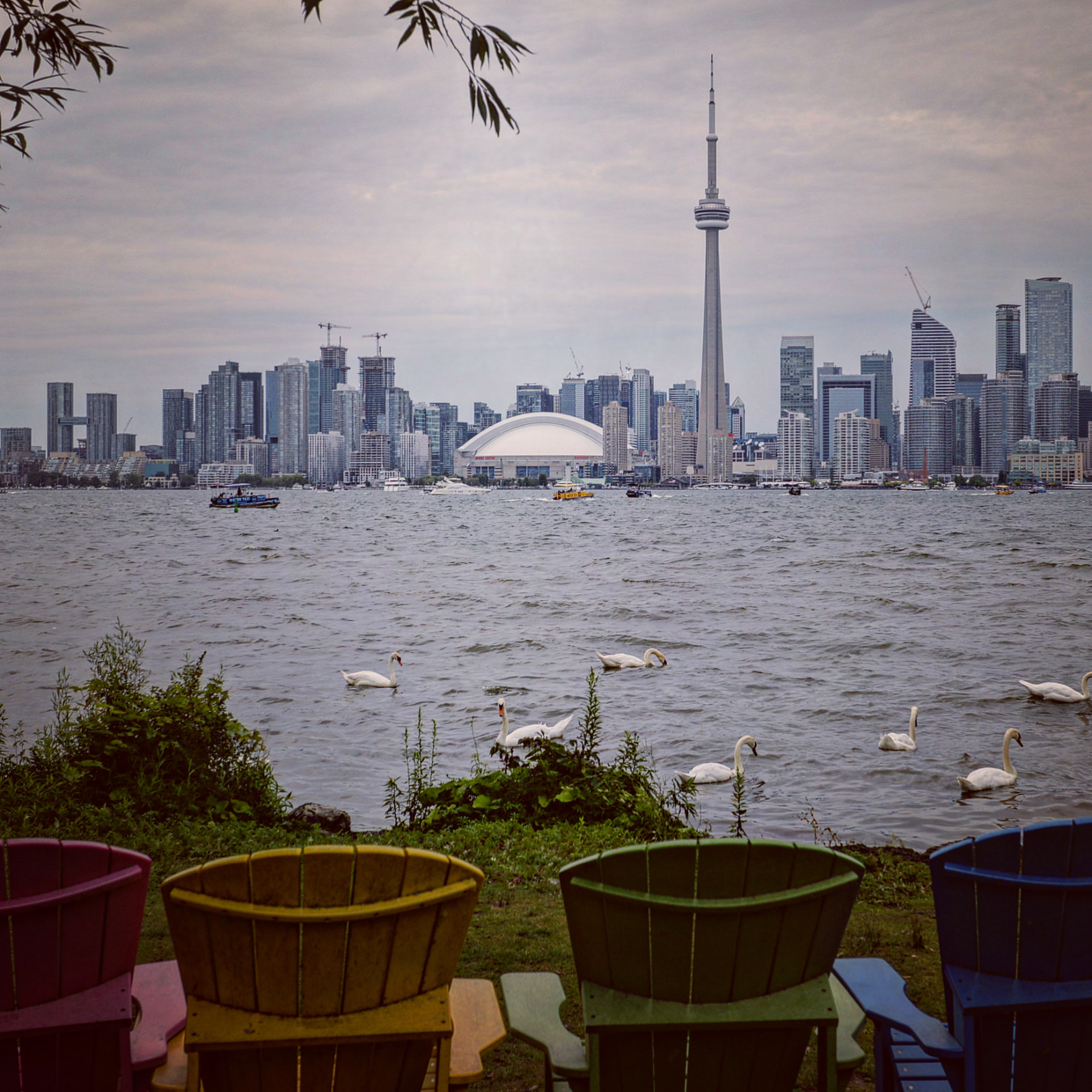 Skyline and swans from the islands, Toronto, Canada